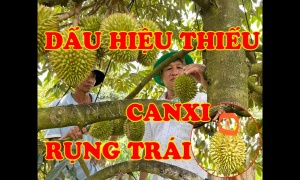 DẤU HIỆU NHẬN BIẾT CÂY THIẾU CANXI